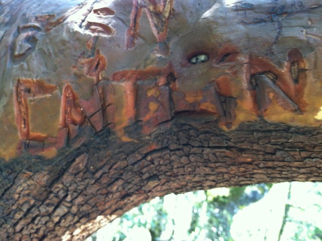 Caitlin carved in tree